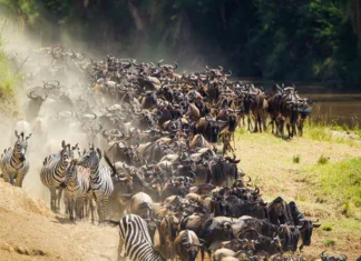 10 najbolj neverjetnih migracij živali, fotografije so dih jemajoče Migracije živali po svetu