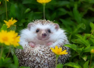 Kako je posvajanje ježev ustvarilo epidemijo salmonele? European Hedgehog playing at the flower garden, very pretty face and two front paws.
