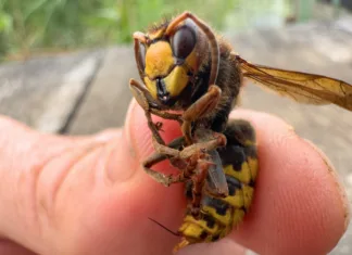 Najbolj boleči piki žuželk po Schmidtovi lestvici Hornet with sting on finger of a man's hand. Dangerous insect of the family of wasps and bees. Hornet sting.