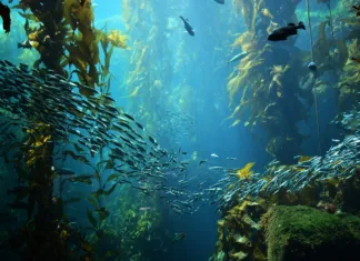 Kaj so podvodni gozdovi? kelp forest views from below