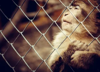 Živalski vrtovi: rešitev ali trpljenje? Lonely monkey sitting behind the cage