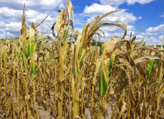 Semena rastlin še niso pripravljena na globalno segrevanje – kaj bomo naredili? Poorly developed cornstalks show the effects of prolonged hot, dry weather on a farm in southern Wisconsin.