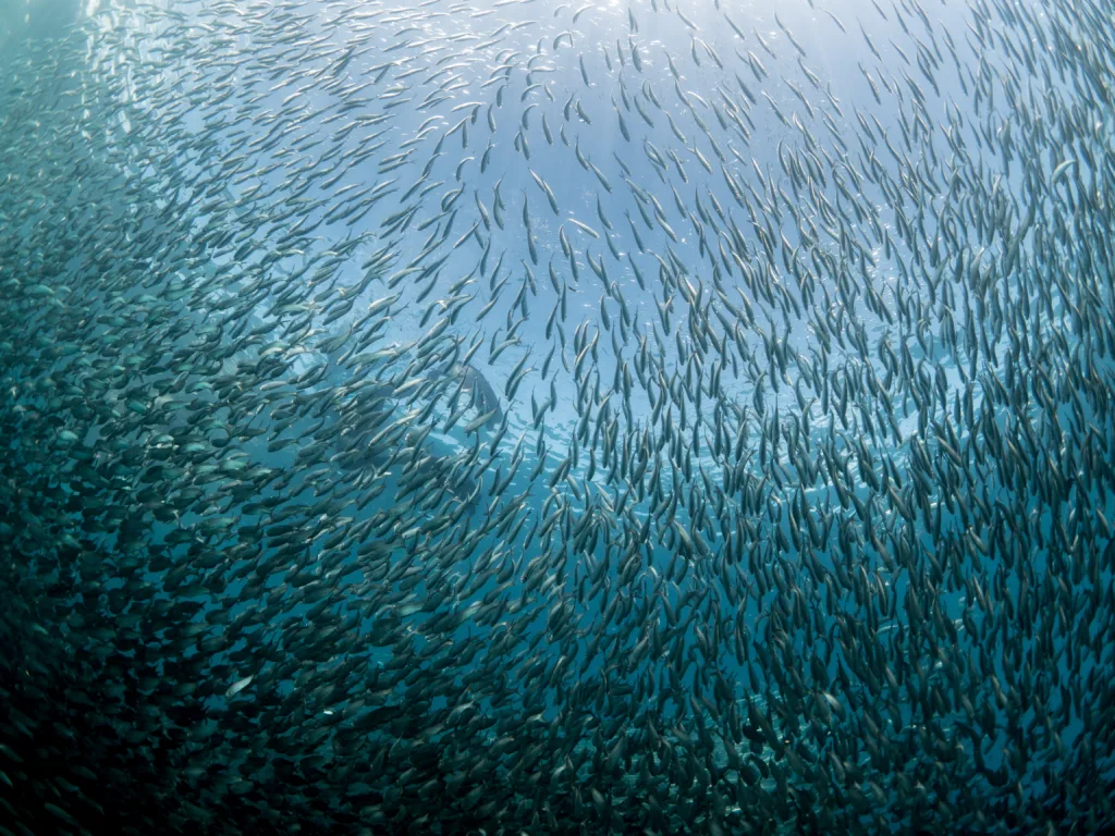 School of Sardines in the philippines