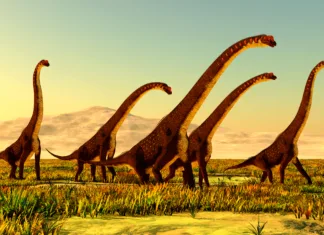 V Evropi odkrili titanozavra, ki spreminja zgodovino A herd of Giraffatitan dinosaurs travel through a grassy plain in Africa during the Jurassic Period.