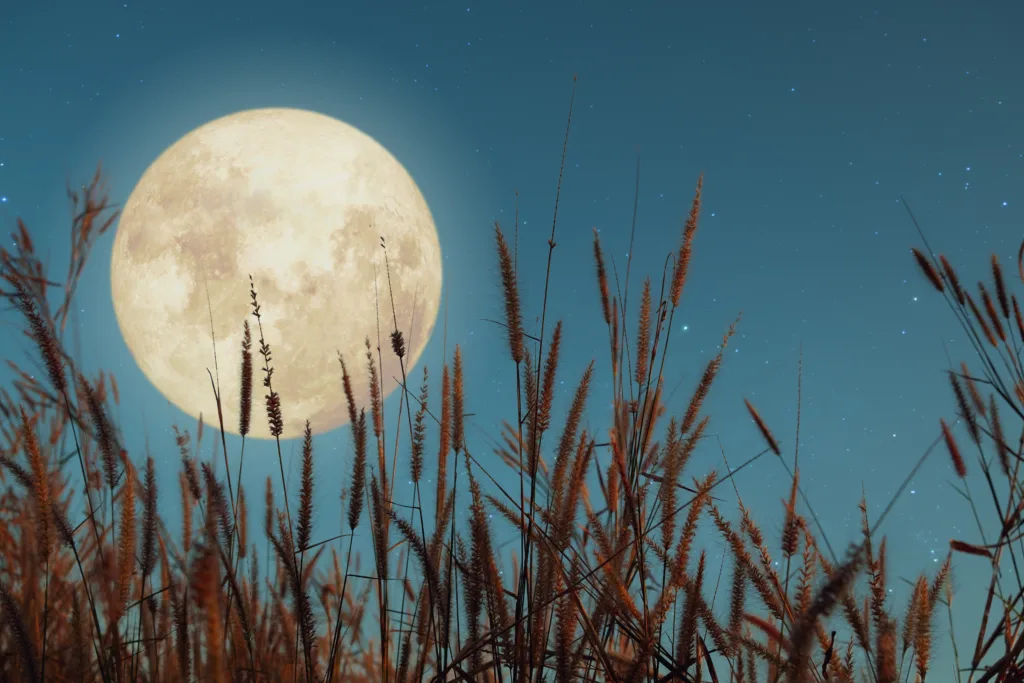 Beautiful nature fantasy - wild grass and full moon with star. Retro style with vintage color tone. Fall season, halloween and thanksgiving in night skies. autumn background concept.