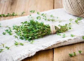 Vodič po začimbah: timijan bundle of raw fresh organic thyme on sackcloth