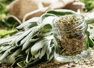 Vodič po začimbah: žajbelj Dried sage in a glass jar, fresh sage on the vintage wooden table, preparation of medicinal herbs drying, selective focus