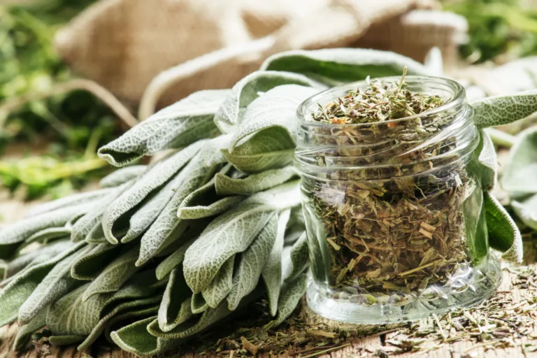 Vodič po začimbah: žajbelj