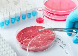Ali nas bo laboratorijsko vzgojeno meso rešilo? Odgovore ima nova raziskava Meat sample in open disposable plastic cell culture dish in modern laboratory or production facility. Written label on the dish has been generated for the shot, it is meaningless.