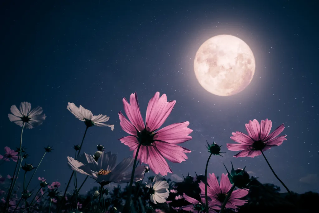 rožna luna