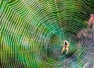Kako pajki reciklirajo mrežo? Small spider in the center of the cobweb at morning