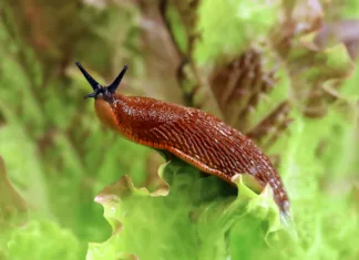 Kako se znebiti polžev? spanish slug, Arion vulgaris, in the garden on a lettuce leaf, Snail plague in the vegetable patch, the enemy of every hobby gardener.