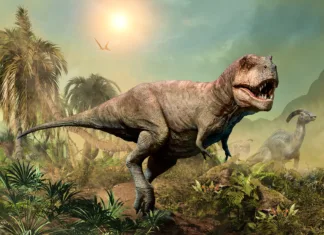 Odkrita nova vrsta tiranozavra, ki je del svojega tabora Tyrannosaurus rex hunting prey scene 3D illustration
