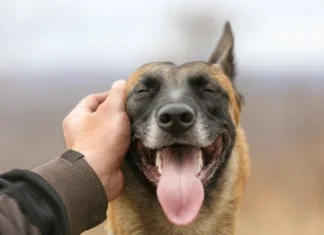 Kako pametni so psi? Nova raziskava razkriva pasjo inteligenco Kako pameten je pes