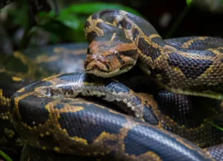 Pitoni lahko požrejo večji plen, kot smo mislili Burmanski piton