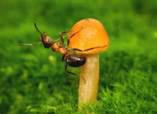Kako so mravlje prevzele svet zaradi izumrtja dinozavrov? forest ant exercises on a mushroom