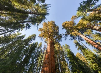 5 zanimivosti o rastlinah, ki jih zagotovo ne poznate General Sherman - the largest tree on Earth, Sequoia National Park, California.