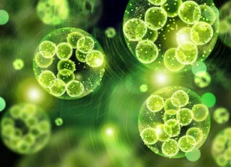 Odkritje mikrobov v 2 milijardi let stari kamnini Green single cell chlorella algae microscopic conceptual 3D illustration