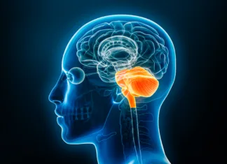 Kako motorična spretnost vpliva na dolgoročni spomin? Hindbrain or lower brain or rhombencephalon with medulla, pons and cerebellum xray 3D rendering illustration. Human body anatomy, medical, biology, science, neuroscience, neurology concepts.