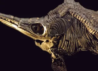 Dokazan obstoj nove vrste morskih plazilcev prazgodovine Ichthyosaurus Fossil