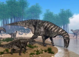 Odkrita nova vrsta dinozavra, ki je na tej polobli še ni bilo Iguanodon dinosaurs herd walking at the shoreline in front of araucaria trees abd surrounded with onychiopsis plants by day - 3D render