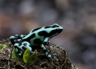 Najbolj strupene žabe na svetu Najbolj strupene žabe na svetu