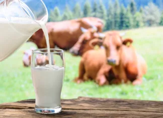 Zakaj je surovo mleko nevarno in zakaj kljub temu vse bolj priljubljeno? Pouring milk into a glass on a background of pasture with cows