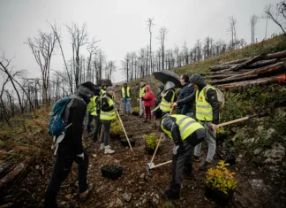 Na Krasu zasadili skoraj 3.000 novih dreves Ekipa McDonald'sa