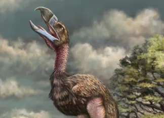 Raziskovalci odkrili velikansko ptico, ki je največja svoje vrste Velikanska ptica