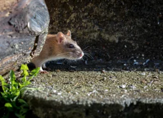Podgane v Ljubljani: po deratizaciji Miklošičevega je zaprt še ta park beautiful wild brown norway rat, rattus norvegicus