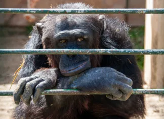 Iz raziskovalnega centra pobegnilo 43 opic: Ali se začenja filmski scenarij? Chimp in cage living his life looking bored