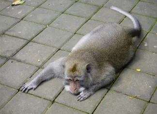 Kako vam bo v življenju prišla prav teorija neskončne opice? Mountain Monkey at public park.