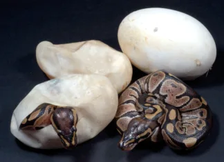 Kako se razmnožujejo kače? Royal Python coming out of egg Python regius