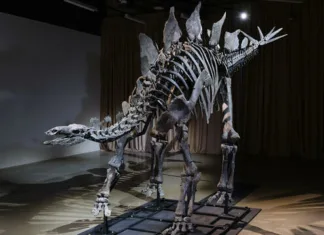Najdražji dinozavrski fosil v zgodovini je končno razkrit javnosti Stegozaver
