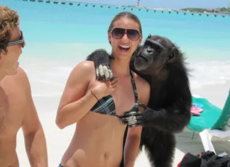 Šimpanzi se pri opravilih bolje odrežejo, če imajo človeško občinstvo A chimpanzee makes a move on an unsuspecting tourist on the beach of Cancun, Mexico. Both her and her boyfriend were shocked!