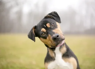 Najbolj priljubljena imena za pse v letu 2024 A tricolor mixed breed dog looking at the camera and listening intently with a foggy background