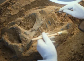 Največja paleontološka odkritja v letu 2024 Archaeologist cleans prehistoric human or animal bones after excavation under lamp using tools and brush, examines ancient fossil remains of dinosaur skeleton. Scientist works in archaeological lab.