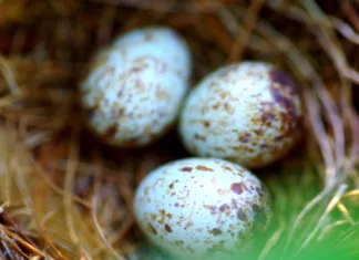 Najmanjša ptičja jajca so pravi rekorderji Cardinal eggs in a nest in the wild. Used macro lens for this shot. Large aperture suited it well.