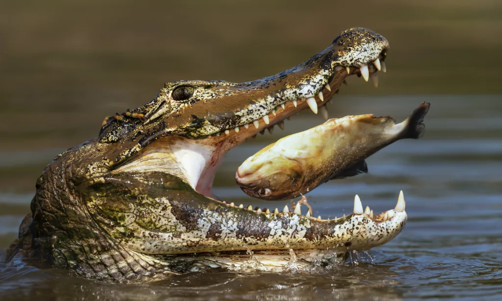 Close up of a Yacare caiman (Caiman yacare) eating piranha, South Pantanal, Brazil.