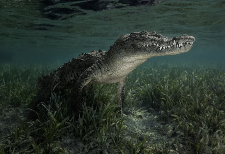 Krokodil ali aligator, kakšna je razlika?
