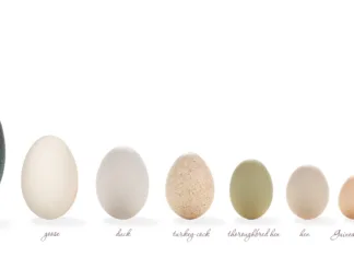 Največja ptičja jajca na našem planetu Največja jajca na svetu