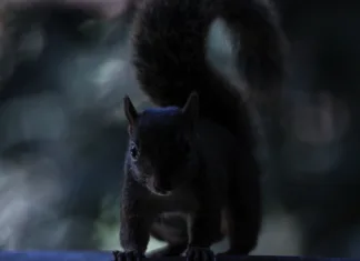 Nova raziskava razkriva srhljivost veveric Sciurus aestuans