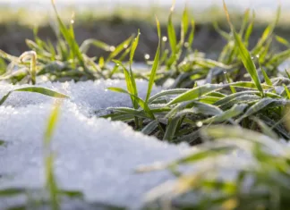 Kaj je svetovni dan tal, ki ga obeležujemo pred Miklavžem? snow-covered green wheat sprouts, winter wheat during snowmelt during thaw