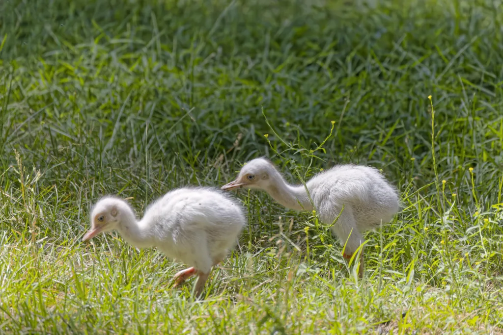 Two Young Greater Rhea (Rhea americana) one of two extant species, a native larger bird from eastern South America, related to the ostrich and emu. Near threatened species