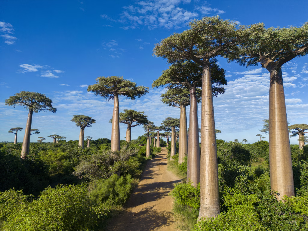 Baobabs forest, Baobab alley near Morondava, Madagascar