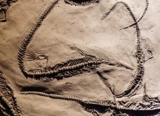 Odkrit največji mezozaver v zgodovini, vsaj trikrat večji od prejšnjega rekorderja Fosil of several well preserved mesosaurus.