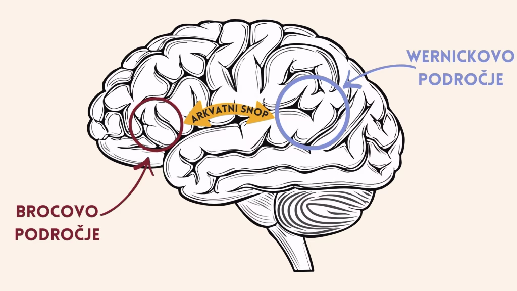 Področja v možganish povezana s produkcijo in razumevanjem govora