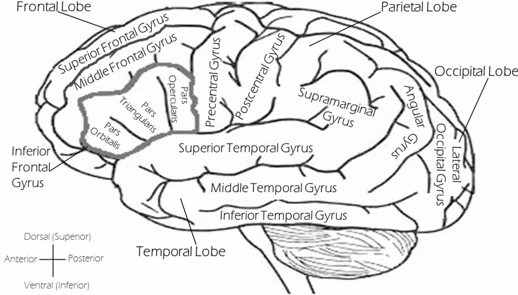 brain, labeled brain, left brain, left lateral, brain, brain, brain, brain, brain