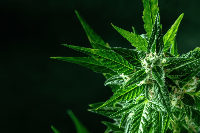 cannabis-plant-with-green-leaves-and-white-flowers-with-trichomes-with-yellow-stigmas-almost-ready-for-harvest-with-a-place-for-text-stockpack-istock Cannabis plant with green leaves and white flowers, with trichomes, with yellow stigmas, almost ready for harvest, with a place for text