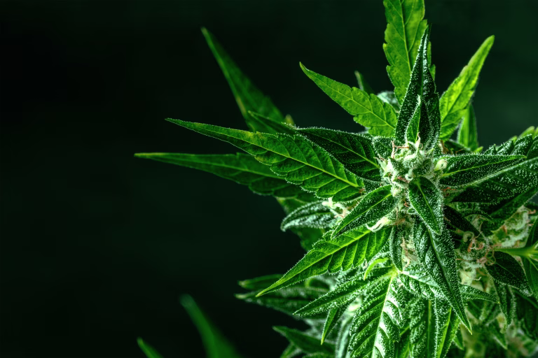 Cannabis plant with green leaves and white flowers, with trichomes, with yellow stigmas, almost ready for harvest, with a place for text